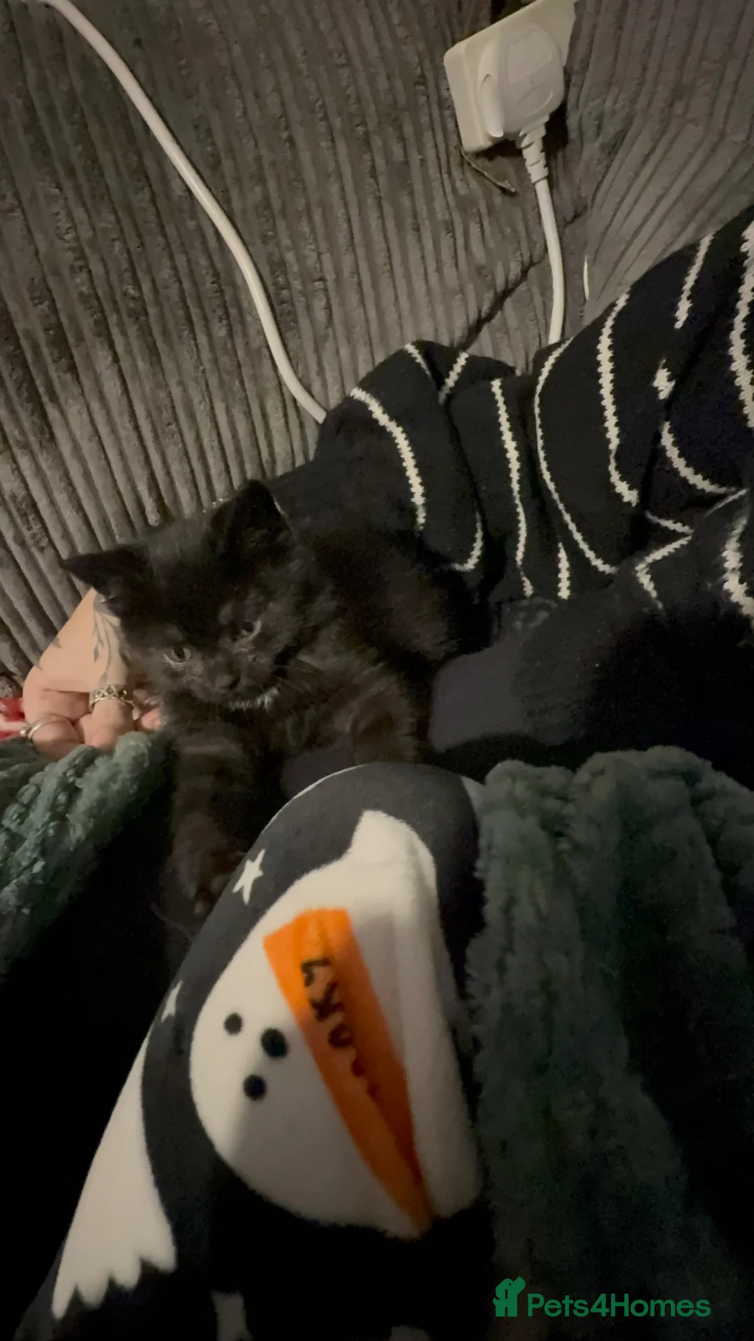 Mixed Breed cats for sale: Lucky  - Advert 4