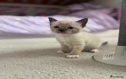 Ragdoll cats for sale: Beautiful Ragdoll kittens open to reasonable offer - Image 6