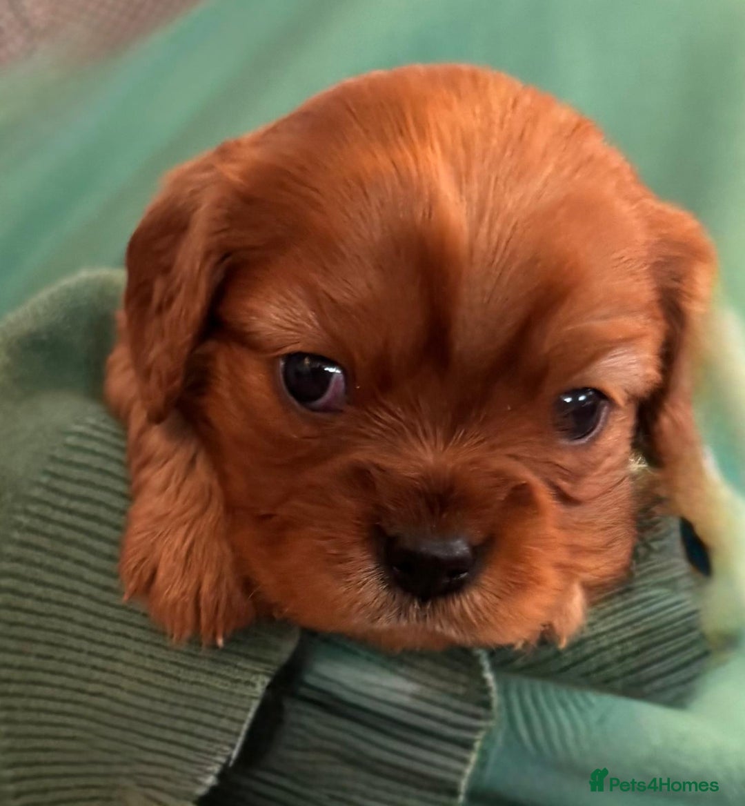 Cavalier King Charles Spaniel dogs for sale: Beautiful Cavalier Puppies - Fully health tested  - Image 14