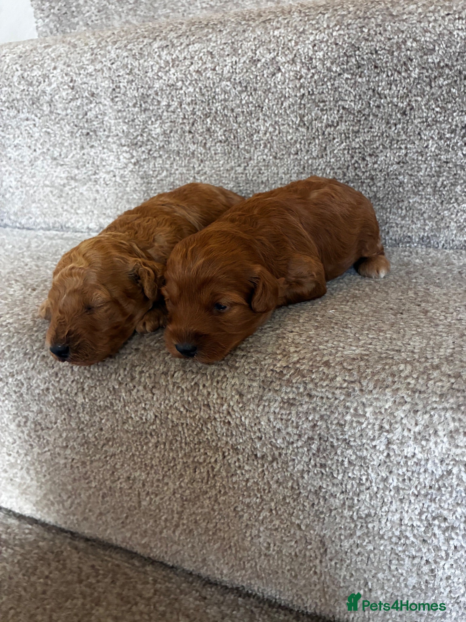 Cockapoo dogs One week and a half f1 cockapoos  - Advert 14