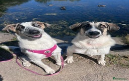 Mixed Breed dogs for sale: Skyla  - Image 2