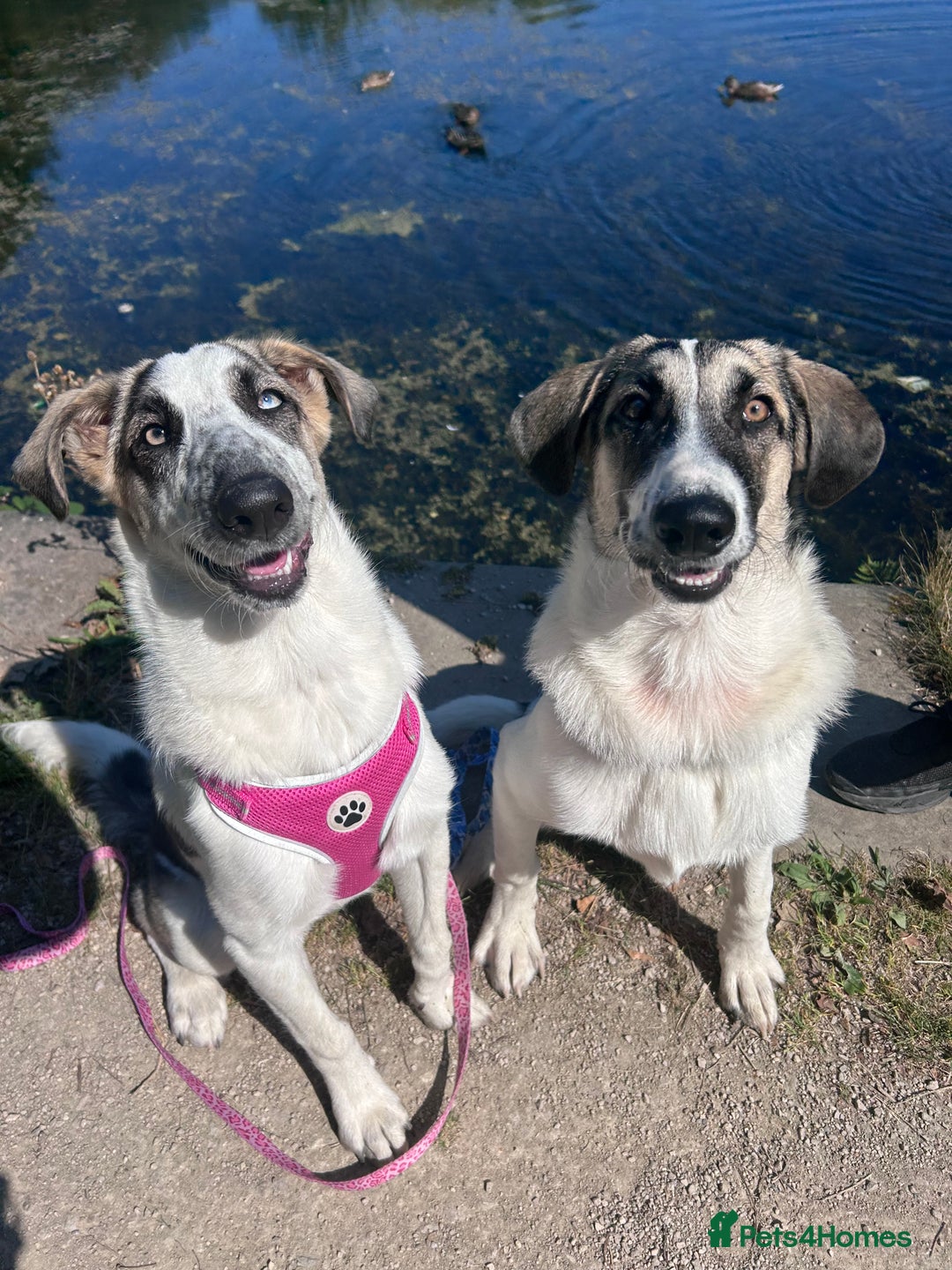 Mixed Breed dogs for sale: Skyla  - Image 2