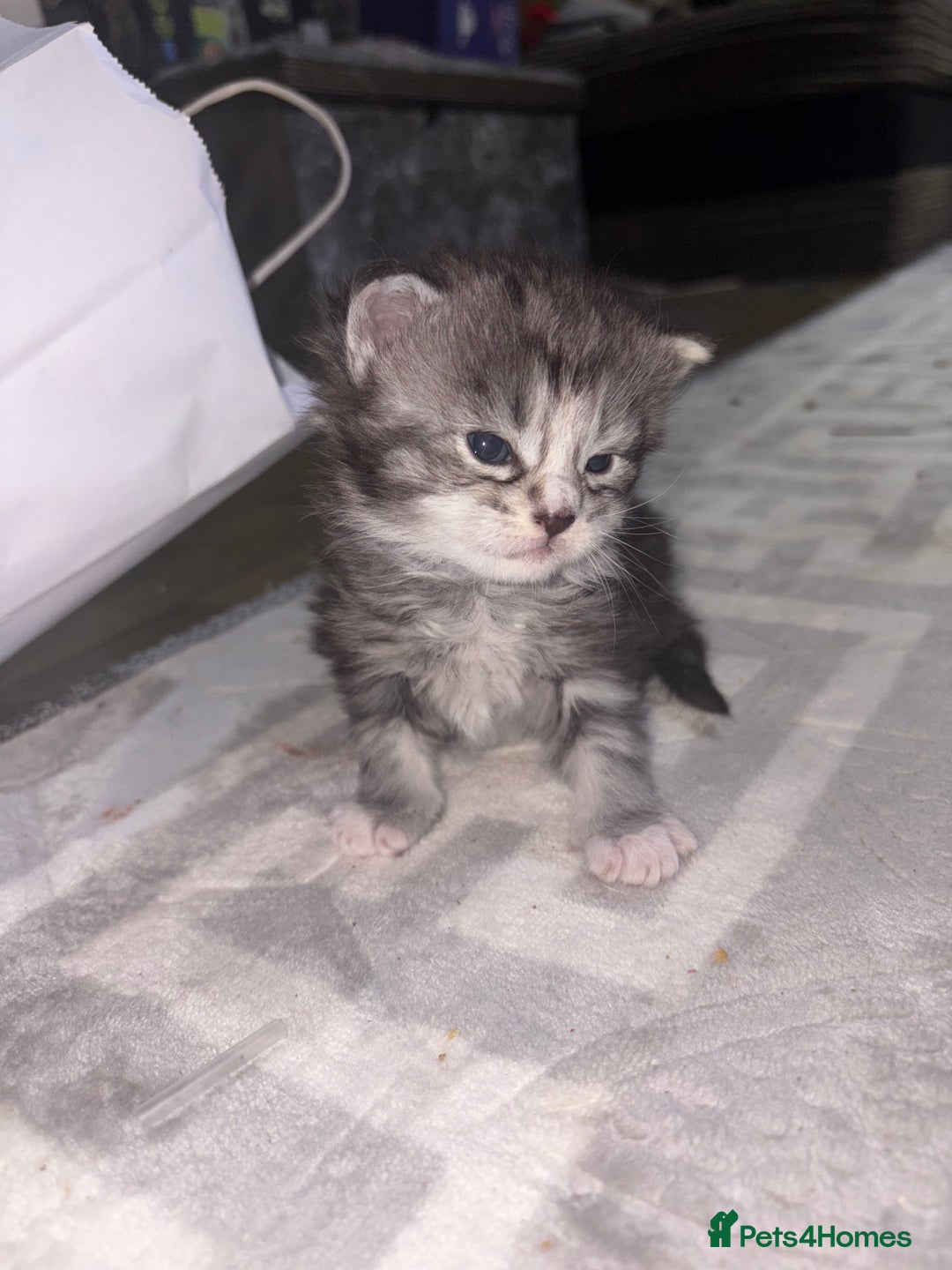 Maine Coon cats for sale: Beautiful Black/silver mackerel  tabby Maine coons - Advert 5