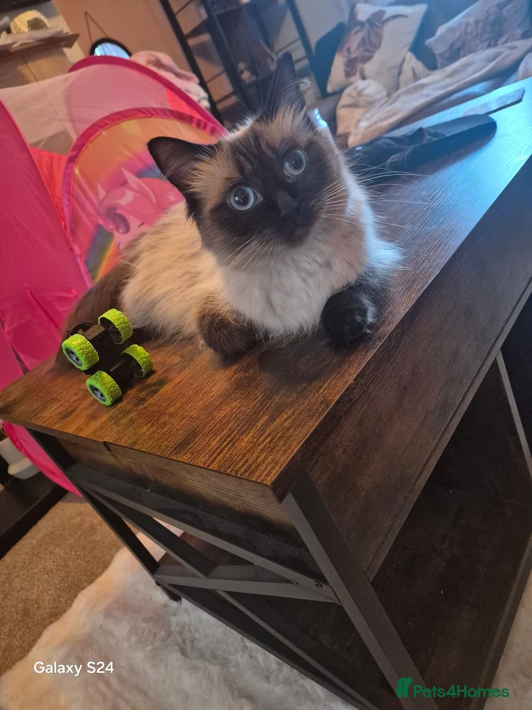 Ragdoll cats for sale: Ragdoll - Advert 1