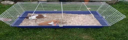 Guinea Pig rodents for sale: Two guinea pig  in Carlisle - Advert 5
