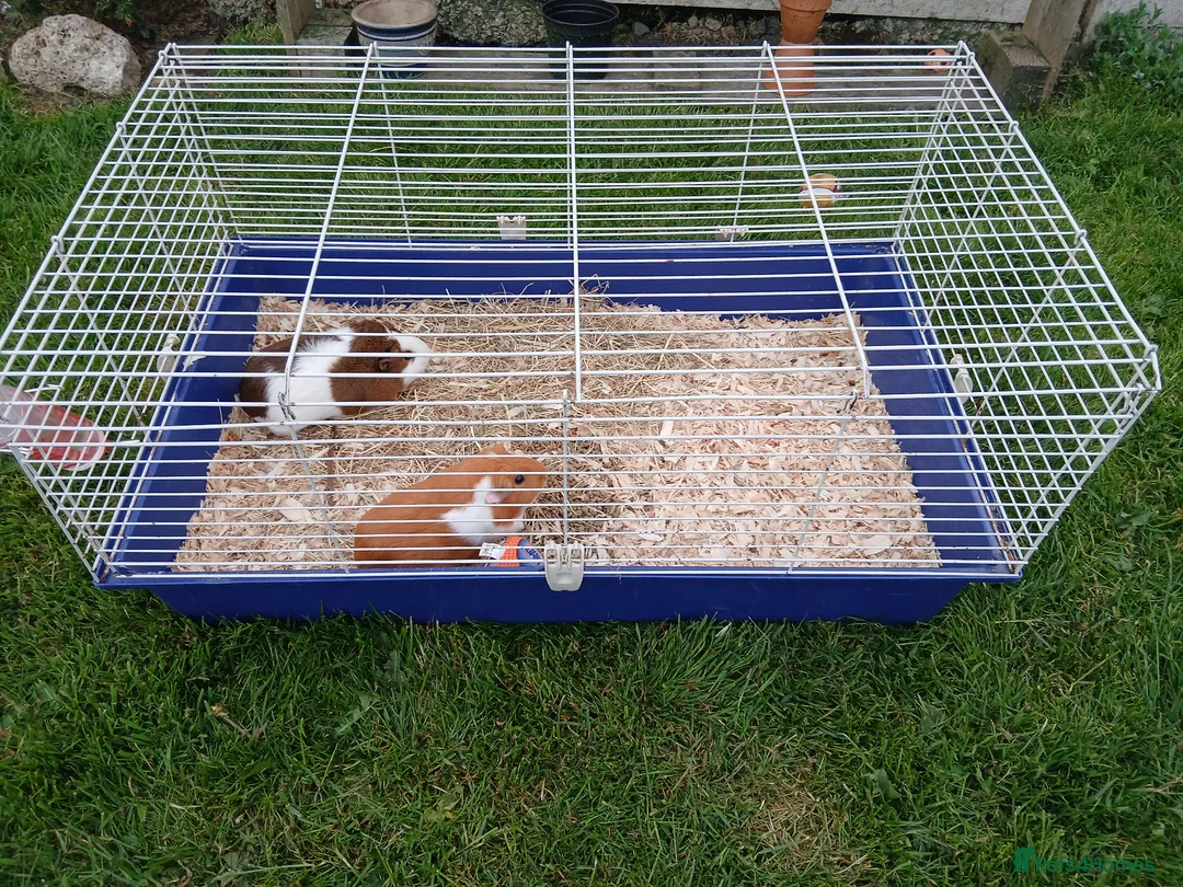 Guinea Pig rodents for sale: Two guinea pig  in Carlisle - Advert 5