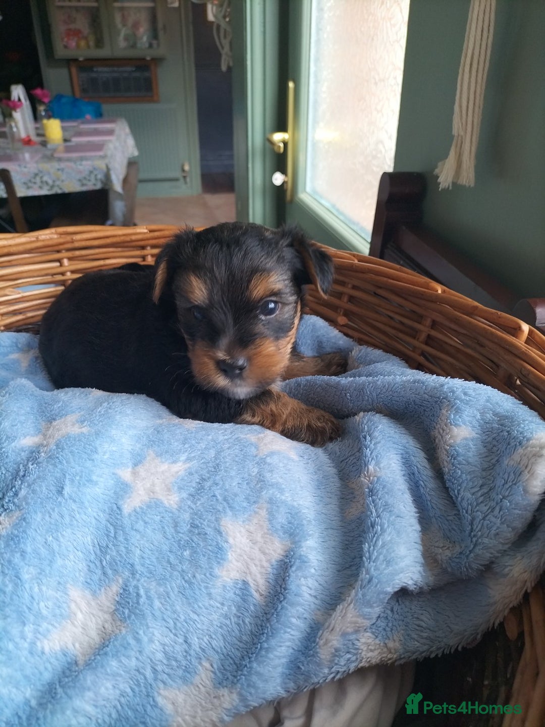 Yorkshire Terrier dogs for sale: Yorkshire terrier pups for sale - Image 11