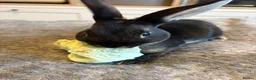 Rex rabbits for sale: Black Otter Mini Rex Bunnies  - Advert 2