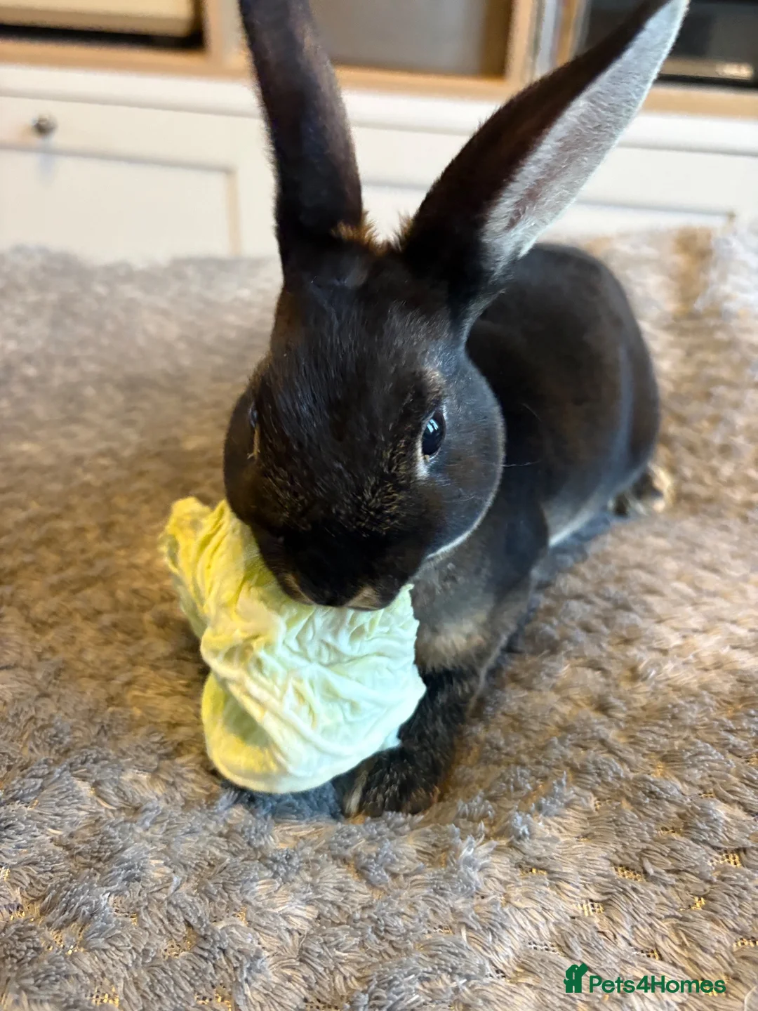 Rex rabbits for sale: Black Otter Mini Rex Bunnies  - Advert 2