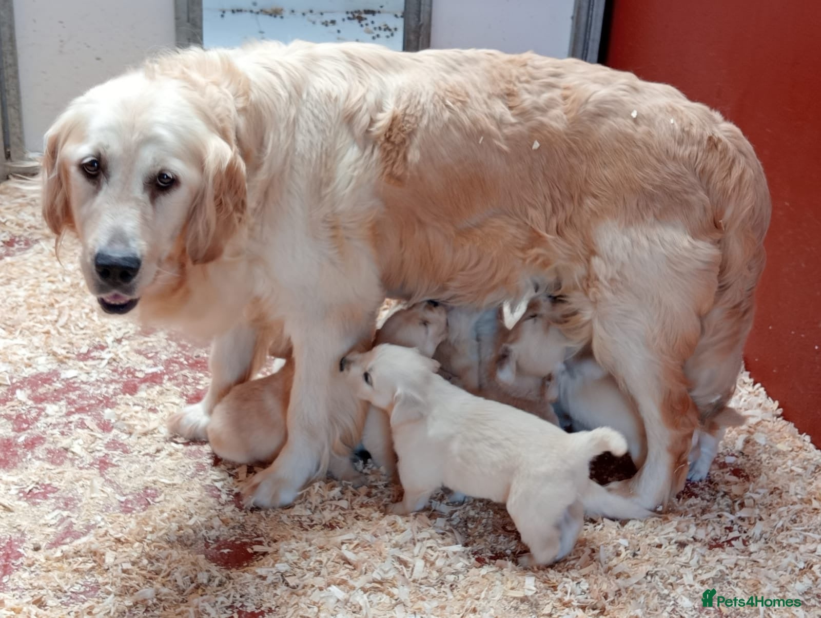 Golden Retriever dogs Beautiful female golden retriever puppy  - Advert 4
