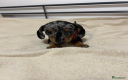 Miniature Dachshund dogs for sale: Miniature Dachshund KC last two girls  - Image 7