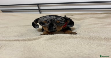 Miniature Dachshund dogs - Advert 5