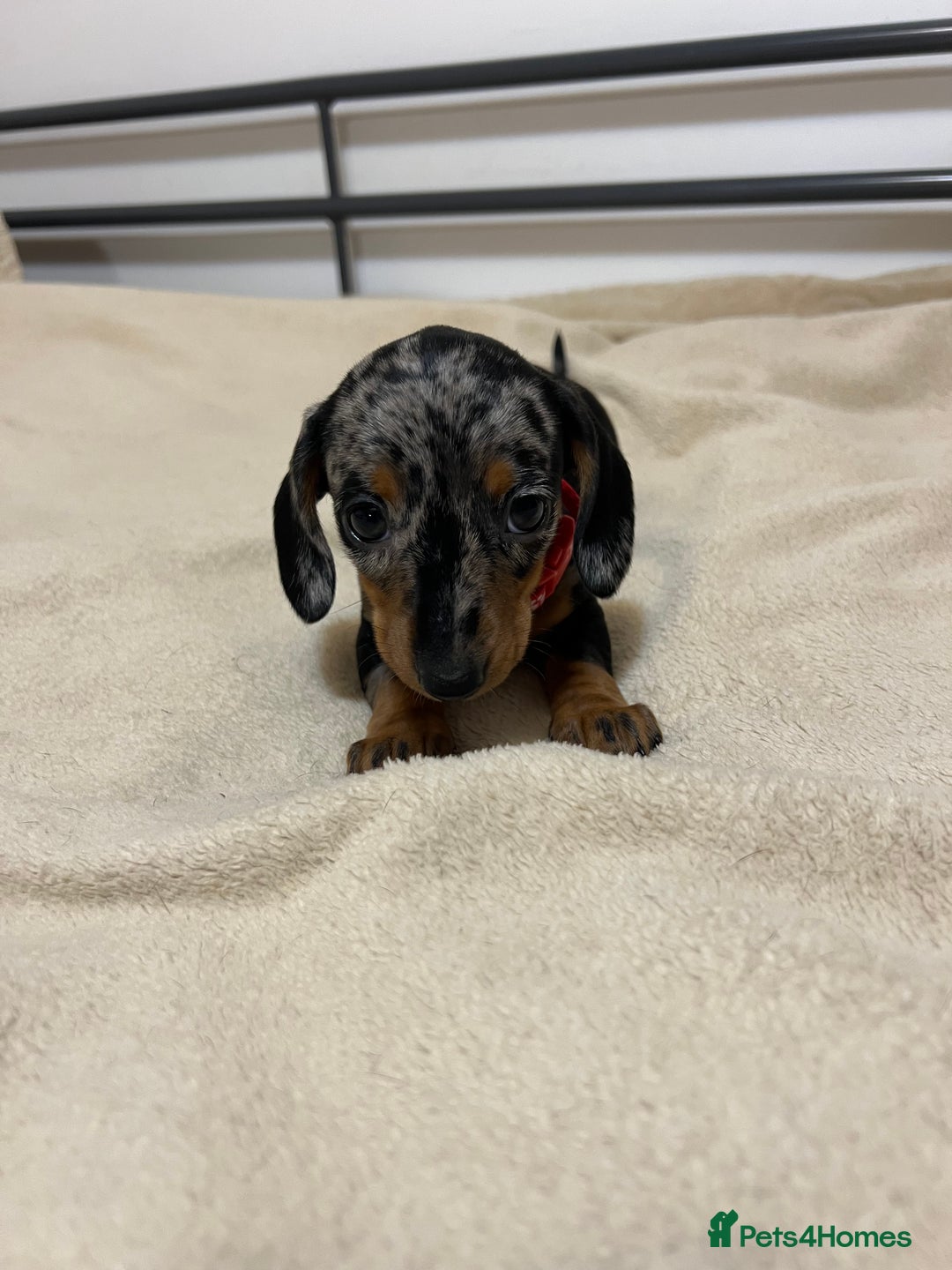 Miniature Dachshund dogs for sale: Miniature Dachshund KC last two girls  - Image 7