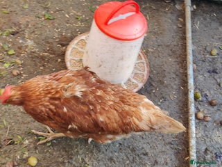 Chickens poultry 1 silky, 1 bluebell and 1 speckledy - Advert 19