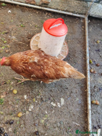 Chickens poultry laying lohman hen - Advert 19