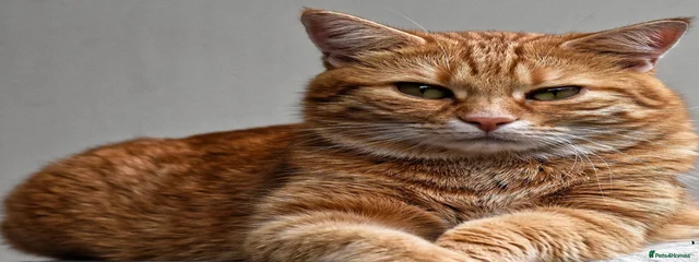 Tigger 