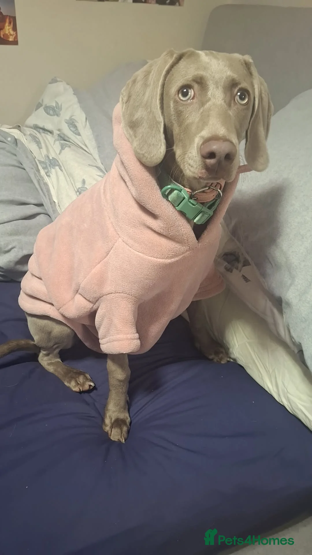 Weimaraner dogs for sale: Female weimaraner - Advert 4