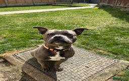Staffordshire Bull Terrier dogs for stud: Kingston: Staffy cross stud  in Ilford - Image 5