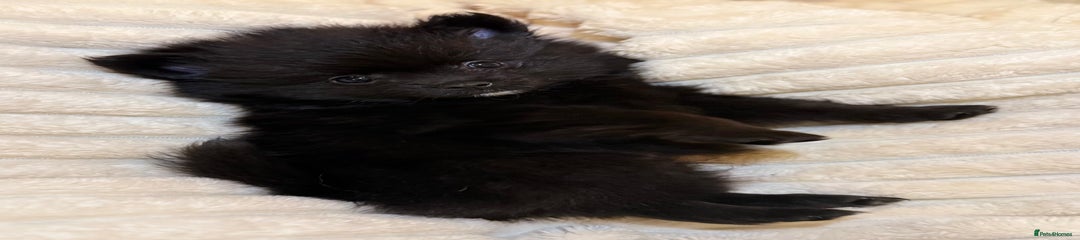 🖤 KC Registered Male Pomeranian Puppy – Gorgeous Black Coat