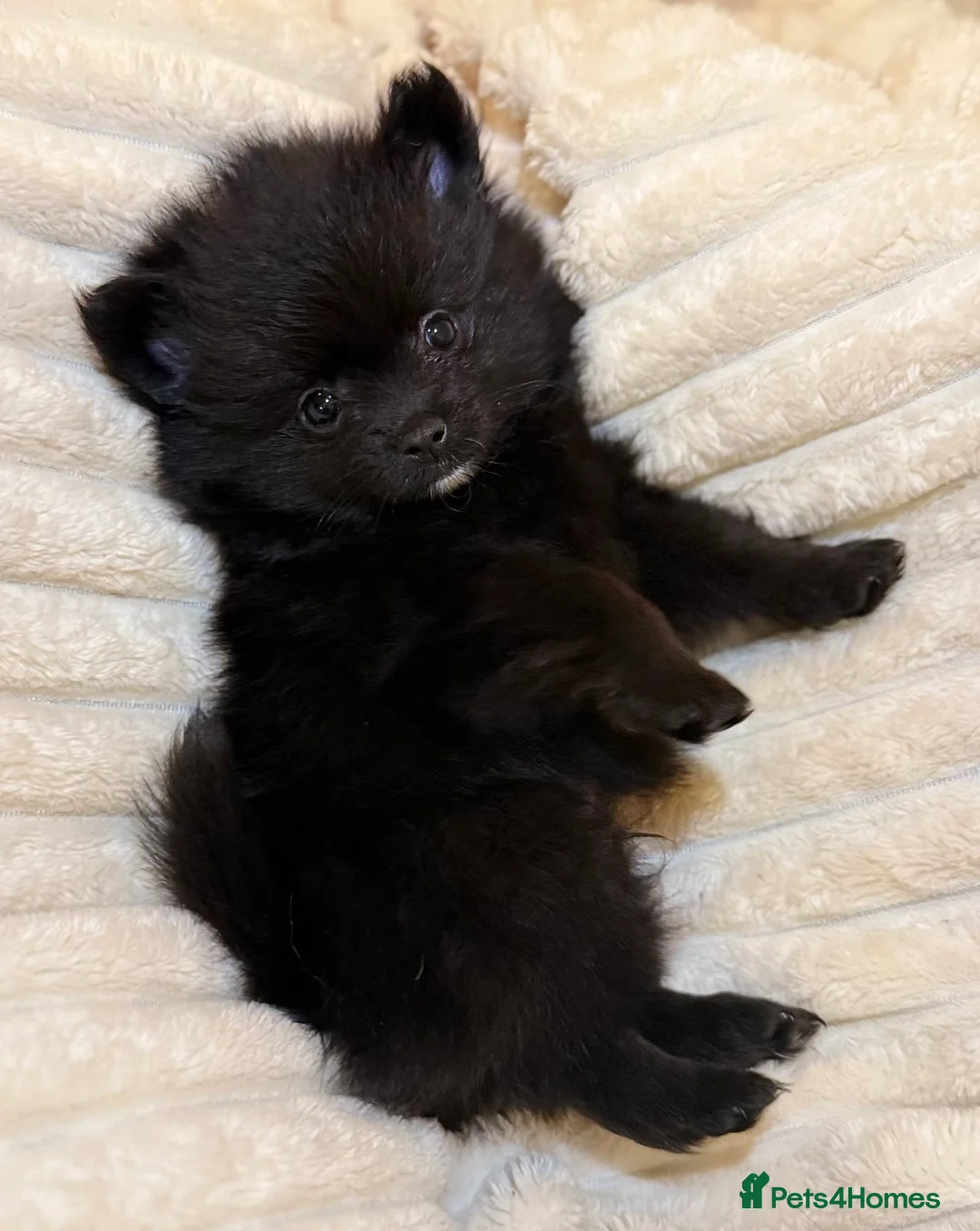 Pomeranian dogs for sale: 🐾 100% Pomeranian Puppies 🐾 - Advert 9