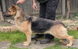 German Shepherd dogs for sale: Stunning KC Registered German Shepherd Puppies - Image 5