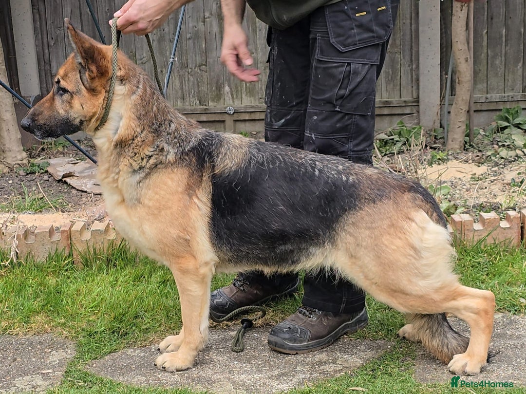 German Shepherd dogs for sale: Stunning KC Registered German Shepherd Puppies - Image 5