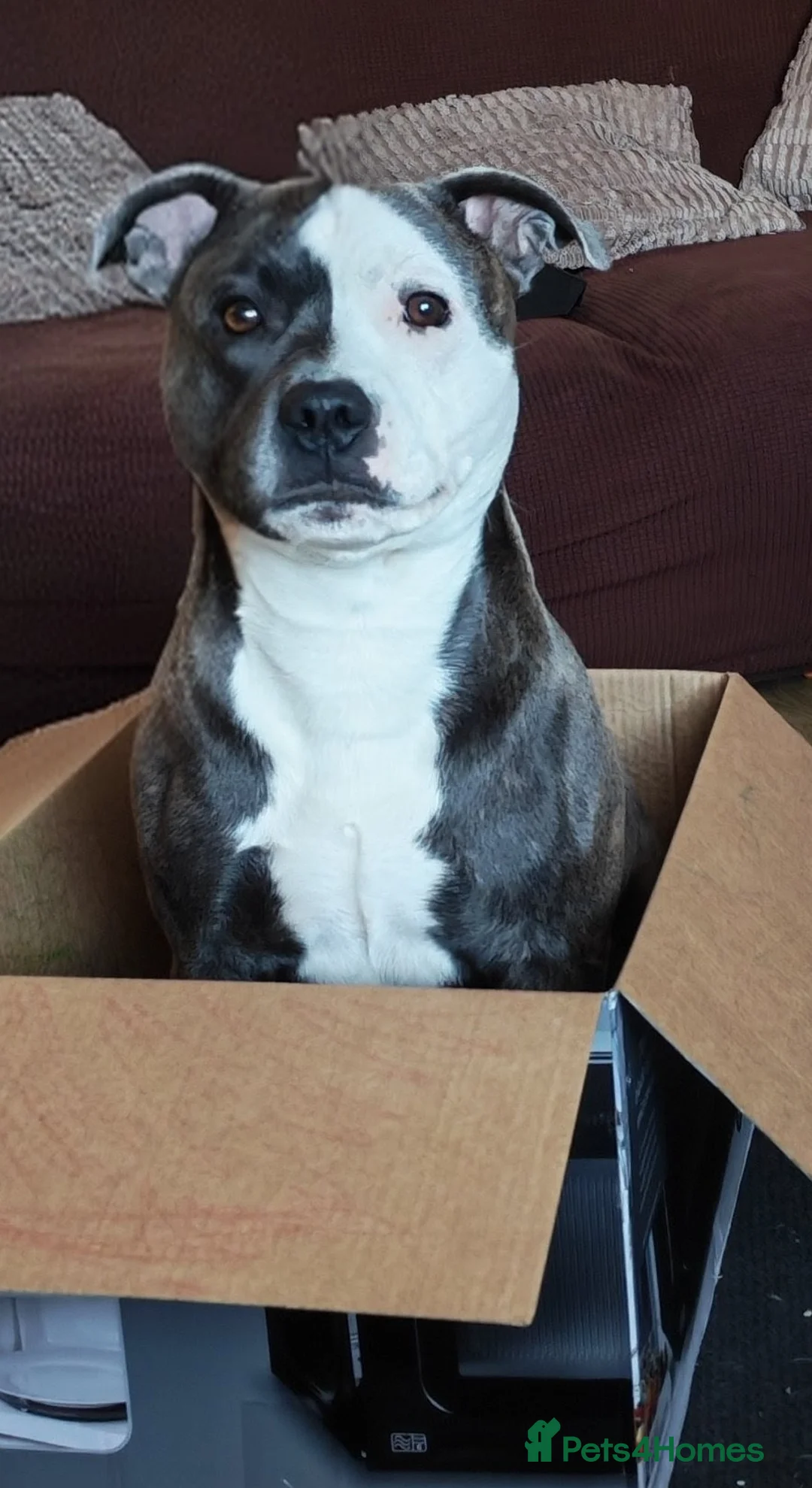 Staffordshire Bull Terrier dogs for sale: 2 year old staffy - Advert 4