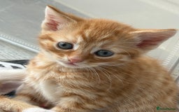 Domestic Shorthair cats for sale: Kittens looking for forever home.  - Image 8
