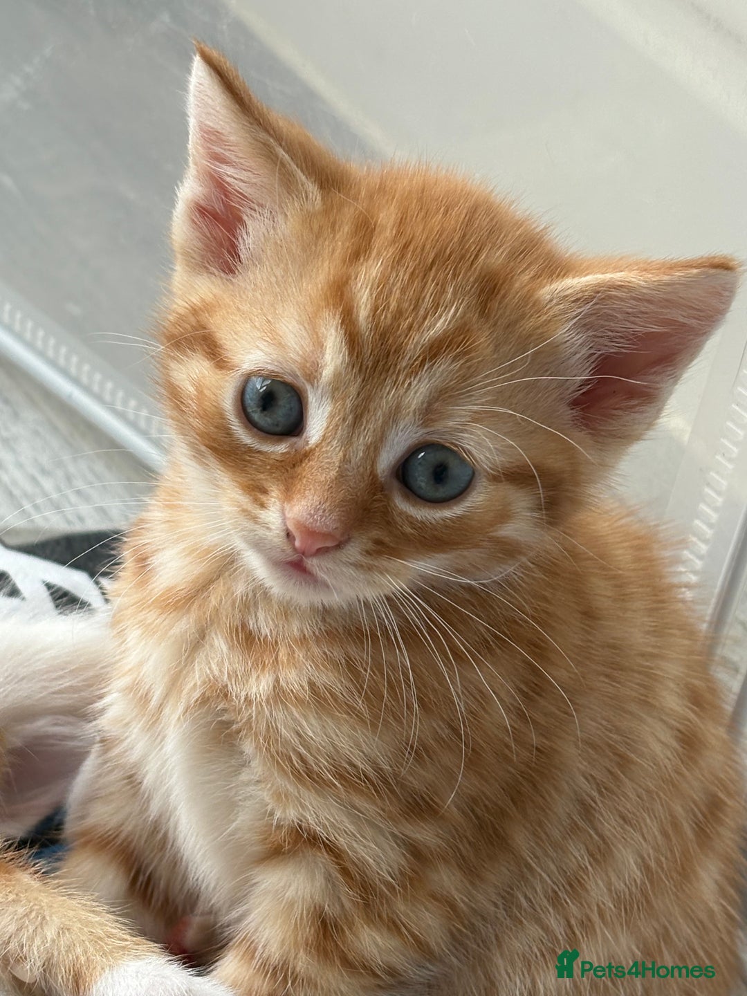 Domestic Shorthair cats for sale: Kittens looking for forever home.  - Image 8