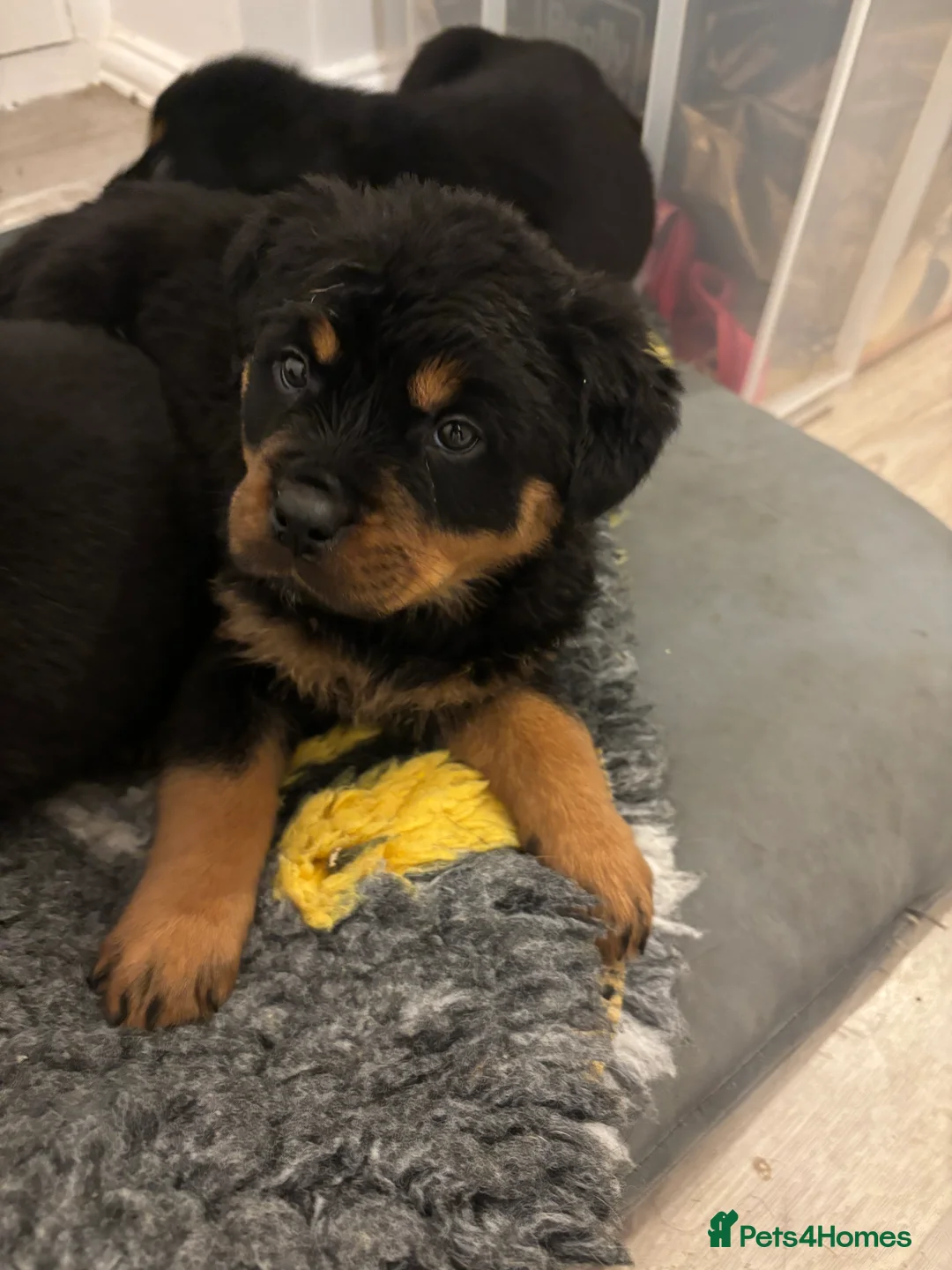 Rottweiler dogs for sale: 🐾🐶 beautifulRottweiler puppies 3 Girls Left🐶🐾 - Advert 19