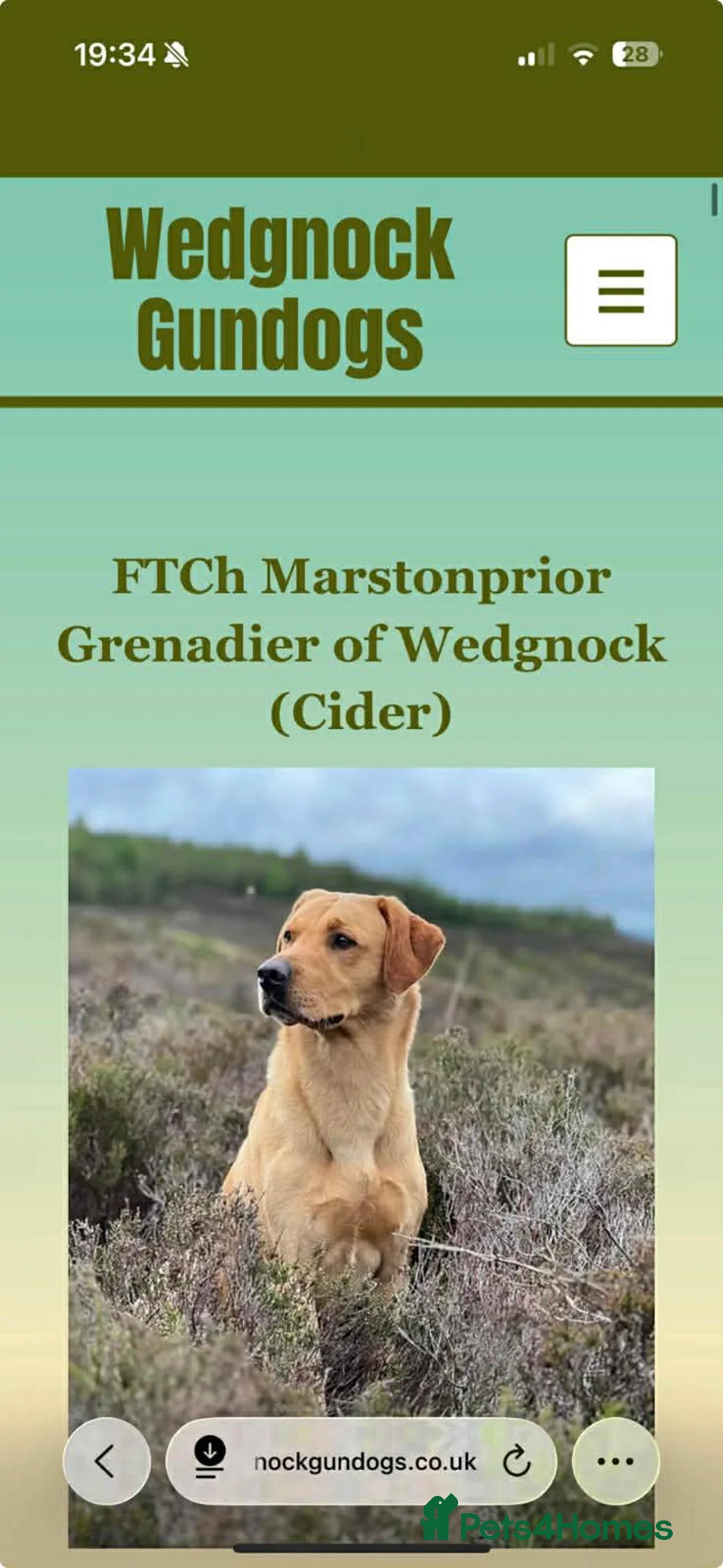 Labrador Retriever dogs for sale: KC REG TOP BREEDING HOME PUPPIES- 2 LEFT! - Advert 2