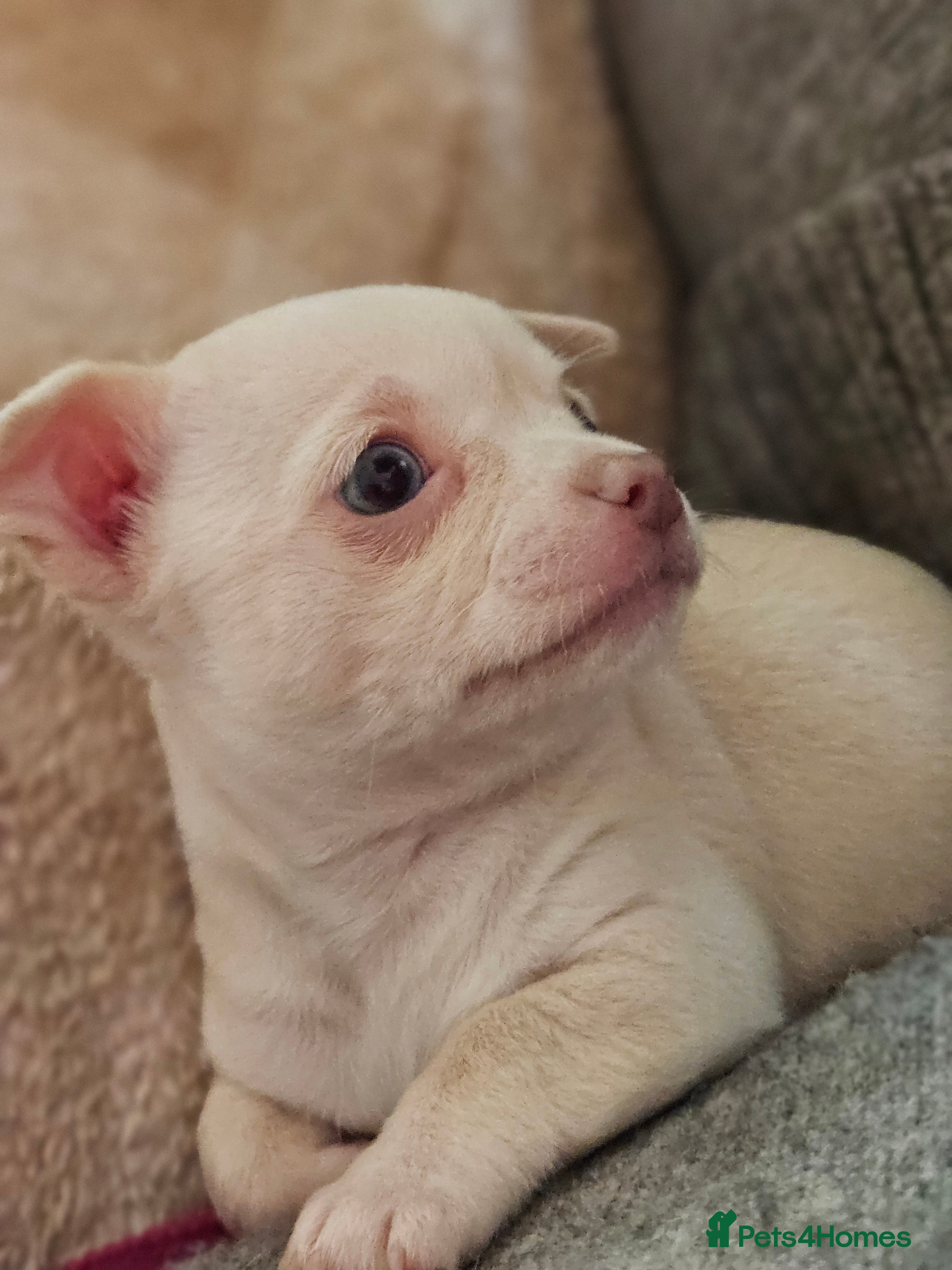 Chihuahua dogs Small White/Champagne With Blue  Eyes Chihuahuas  - Advert 3