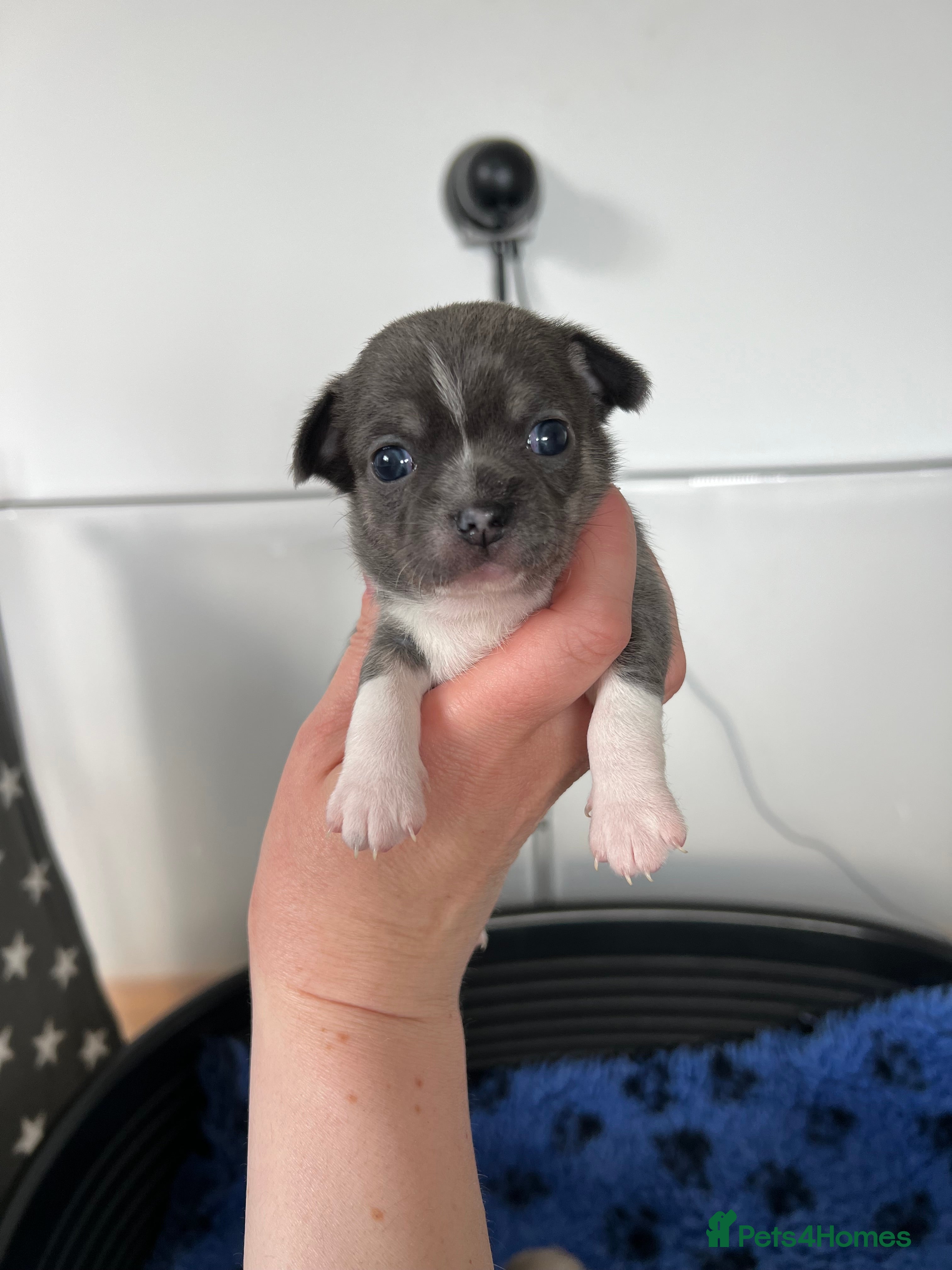 Chihuahua dogs Kc registered Lilac chihuahua pups  - Advert 10