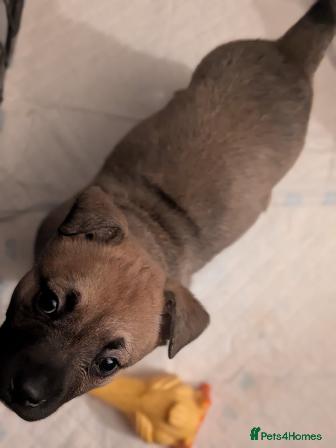 Mixed Breed dogs for sale: MixedBreed Mum Bullboxer Dad-King German Shepherd  - Advert 11