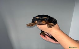 Miniature Dachshund dogs for sale: 🌟 KC registered longhair miniature dachshunds  - Image 6