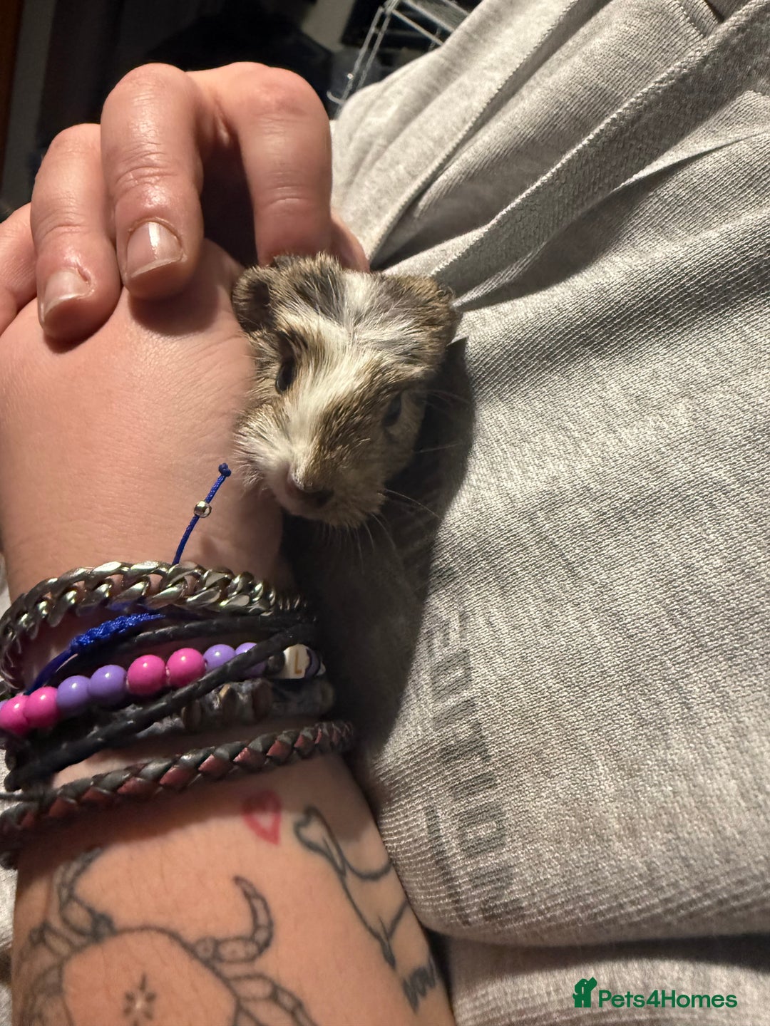 Guinea Pig rodents for sale: Two young male Guinea pigs - Advert 4