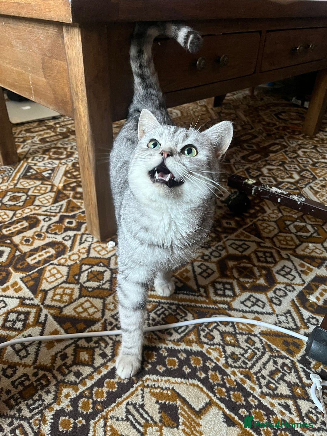 British Shorthair cats for sale: Silver tabby British shorthair  - Advert 1