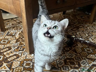 British Shorthair cats Silver tabby British shorthair - Advert 2