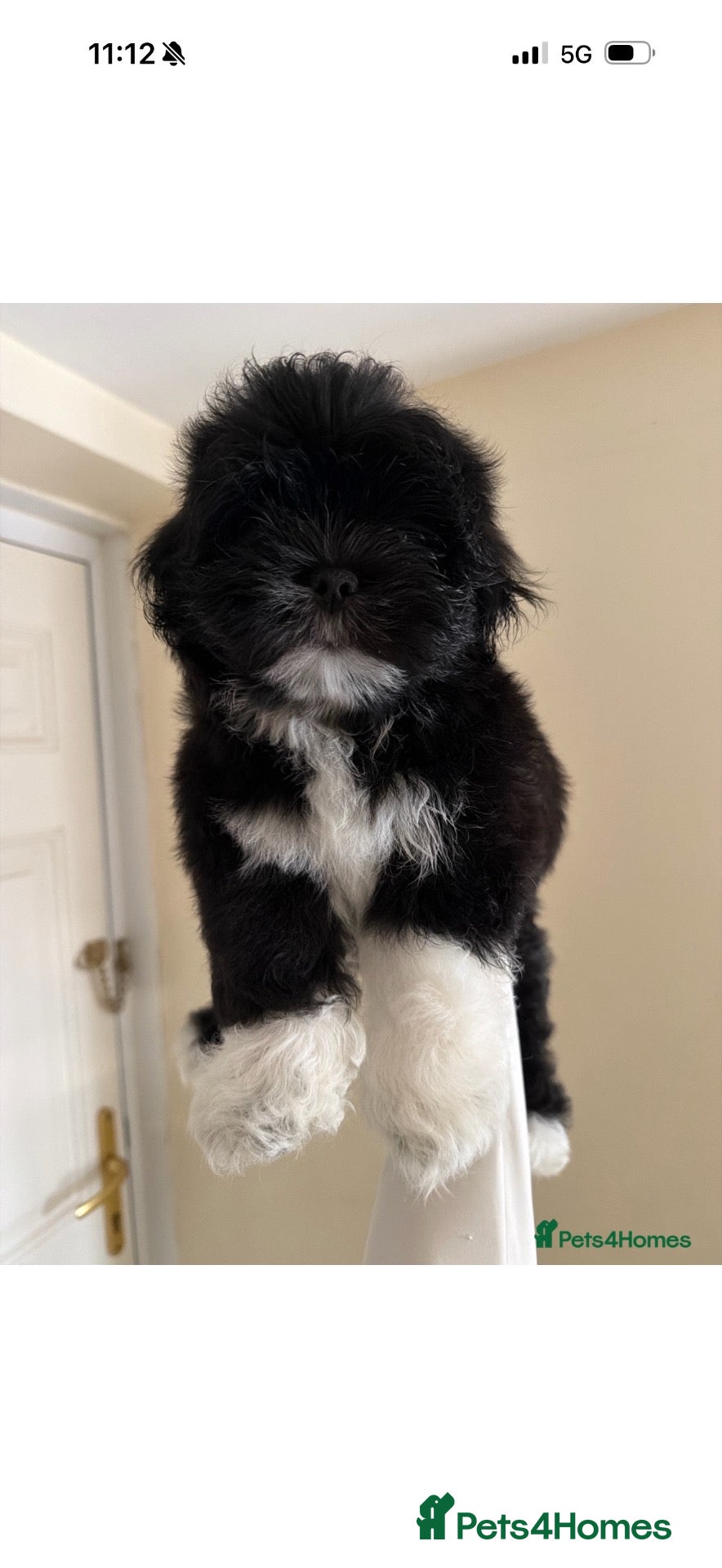 Lhasa Apso dogs Lhasa apso puppy ready to go full pedigree  - Advert 2