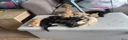 Domestic Shorthair cats for sale: Ginger girl/boy Black girl/boy kittens for sale  in Loughborough - Advert 37