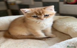 British Shorthair cats for sale: GCCF reg BSH Chocolate and Black Golden Kittens in London - Image 26