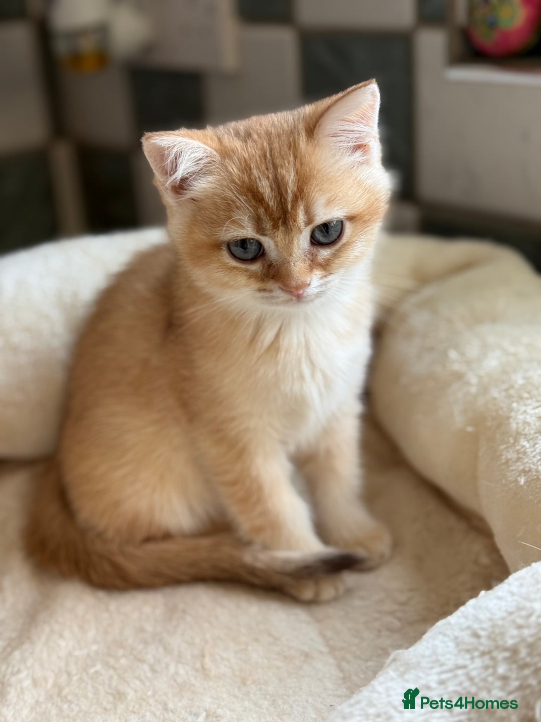 British Shorthair cats for sale: GCCF reg BSH Chocolate and Black Golden Kittens in London - Image 26