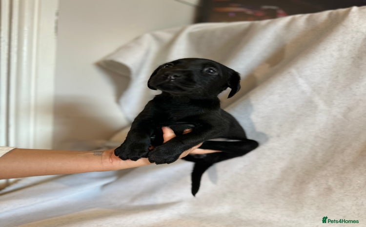 Labrador Retriever dogs - Advert 1