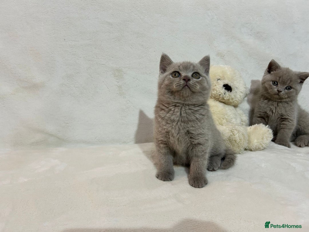 British Shorthair cats for sale: Stunning British Shorthair Lilac are available  - Advert 13