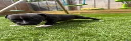 Staffordshire Bull Terrier dogs for sale: Staffordshire bull terriers for sale  - Advert 23