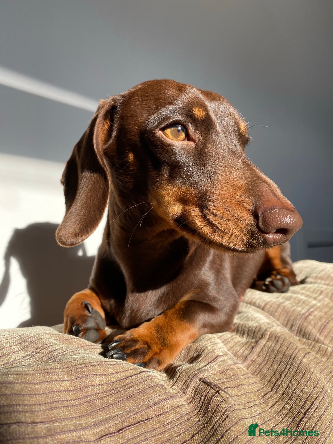 Miniature Dachshund dogs for stud: Minature Dachshund for stud!! *PRA CLEAR* in Martock - Advert 7