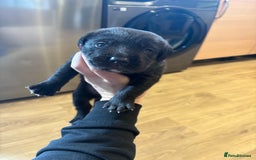 Labrador Retriever dogs for sale: Labrador pups, well-socialised & family raised - Image 18