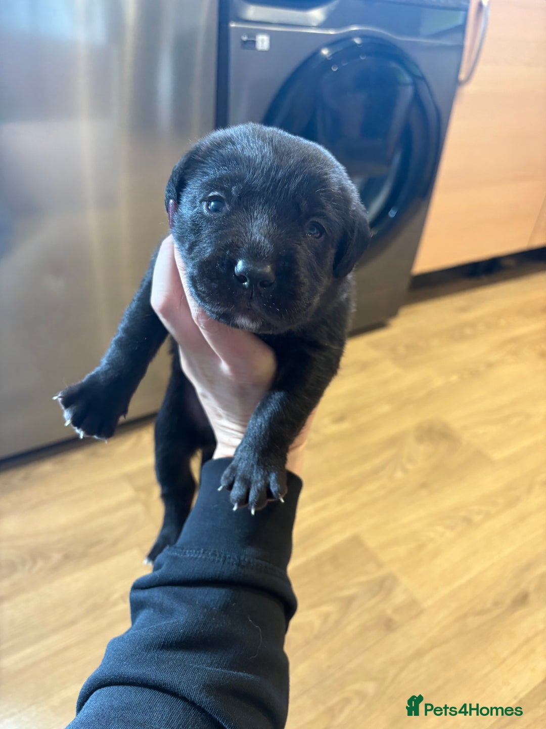 Labrador Retriever dogs for sale: Labrador pups, well-socialised & family raised - Image 18