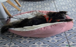 Mixed Breed dogs for adoption: 💖🐶 TWIGGY – A Happy Little Spirit🐶💖 - Image 8