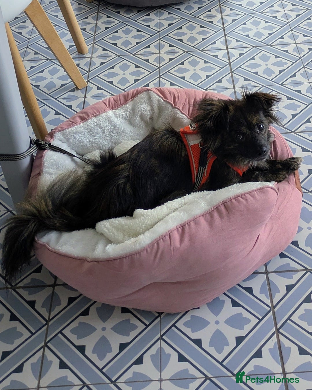Mixed Breed dogs for adoption: 💖🐶 TWIGGY – A Happy Little Spirit🐶💖 - Image 8